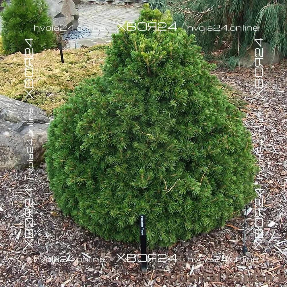  • ХВОЯ24