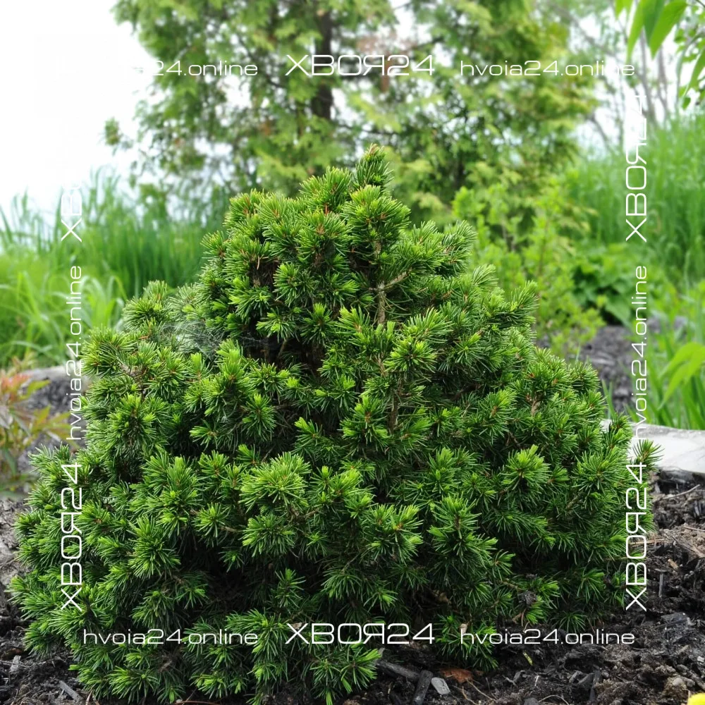  • ХВОЯ24