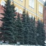  • ХВОЯ24