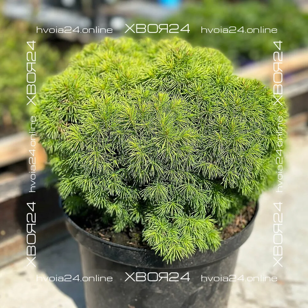  • ХВОЯ24