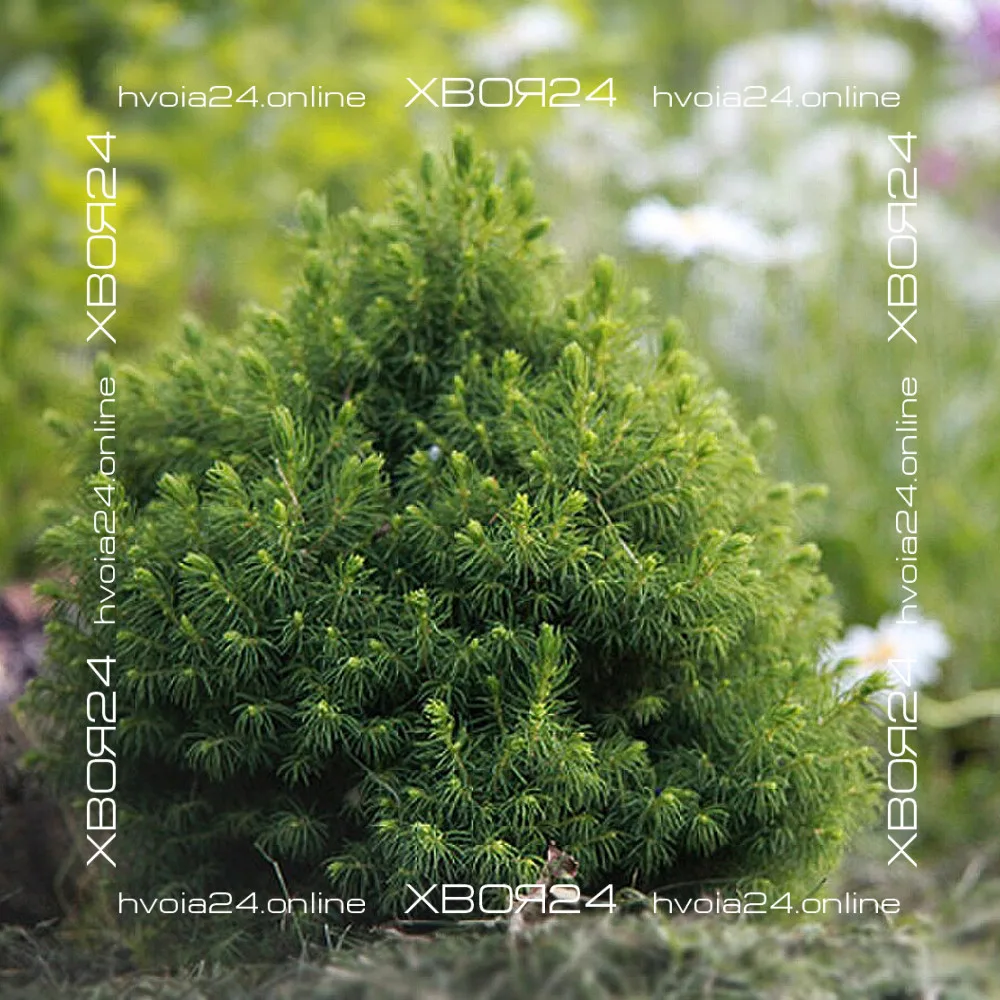  • ХВОЯ24