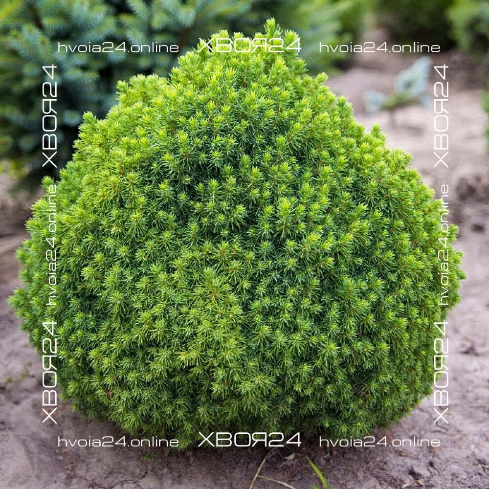  • ХВОЯ24