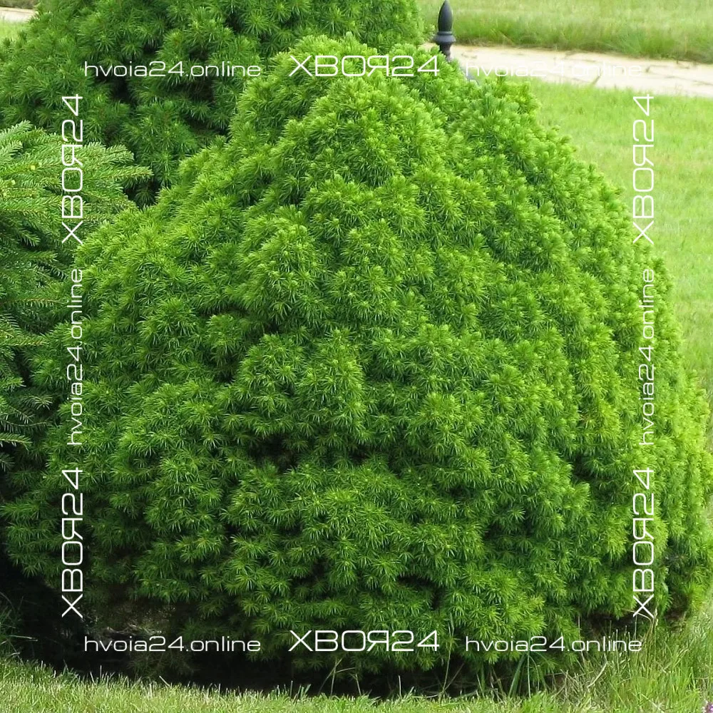  • ХВОЯ24