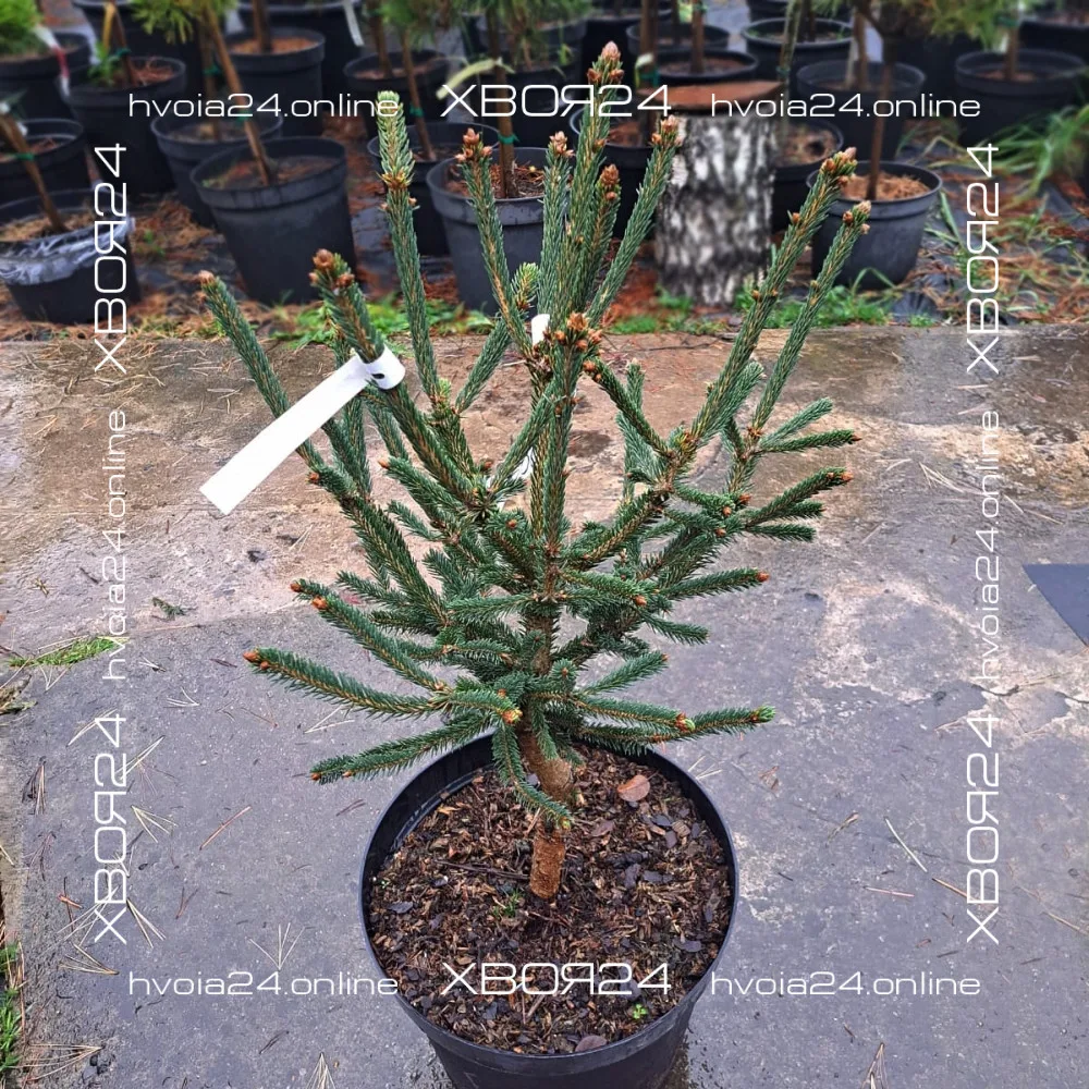  • ХВОЯ24