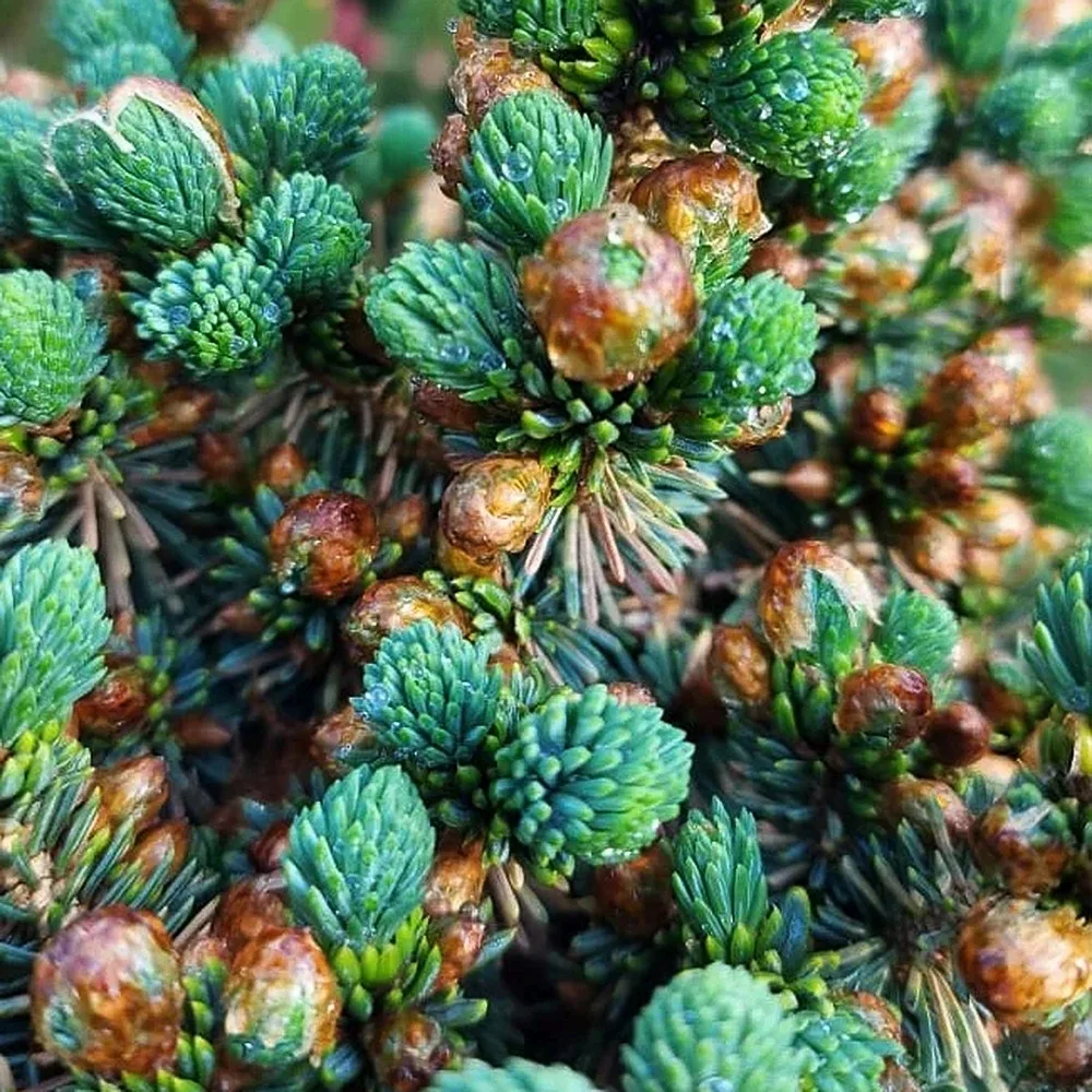 Picea-glauca-cecilia-2-hvoia24 • ХВОЯ24 • Питомник растений у вас в кармане! • ХВОЯ24