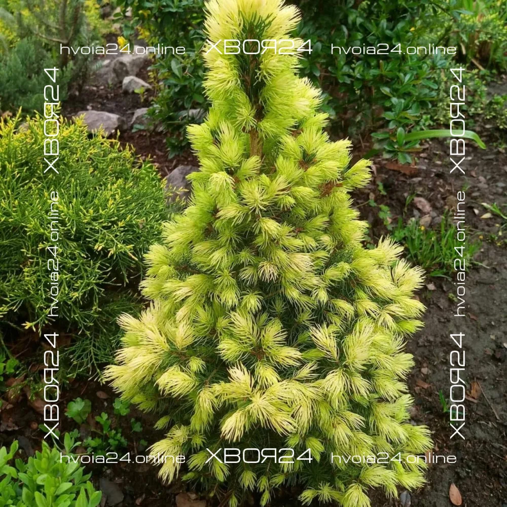  • ХВОЯ24