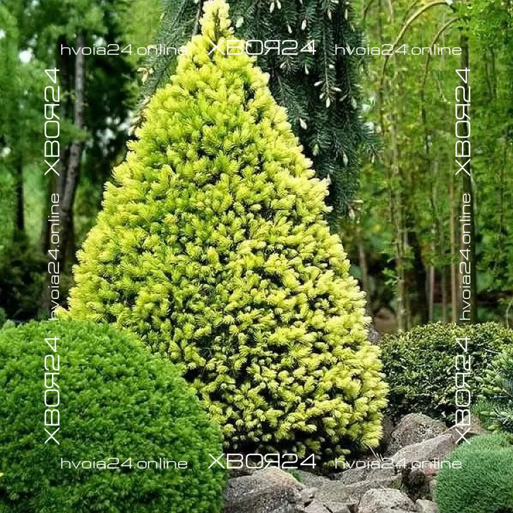  • ХВОЯ24
