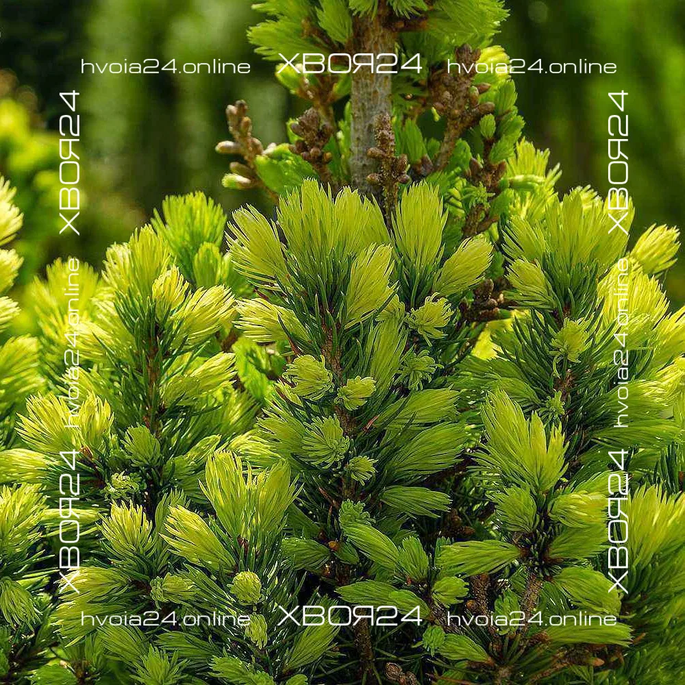  • ХВОЯ24