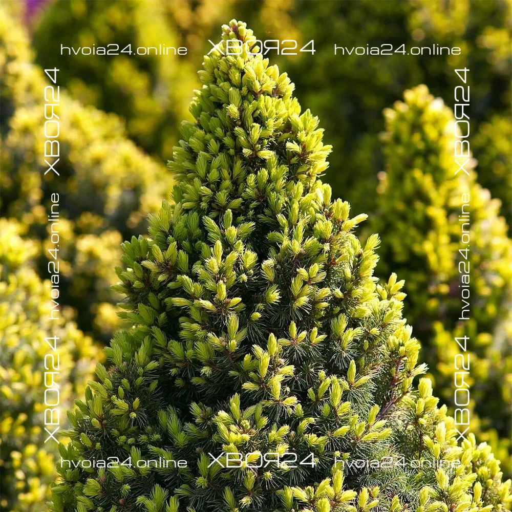  • ХВОЯ24