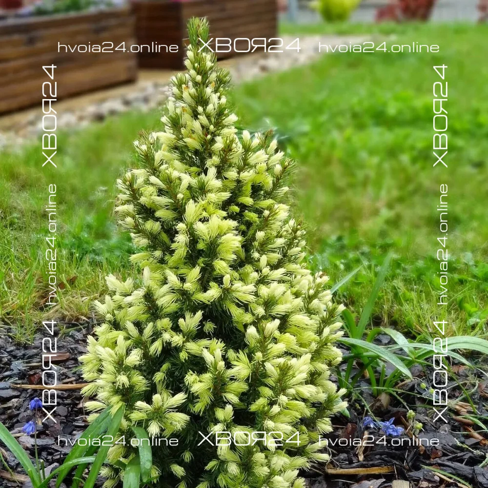  • ХВОЯ24