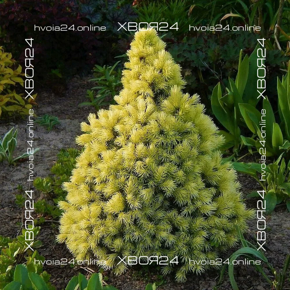  • ХВОЯ24