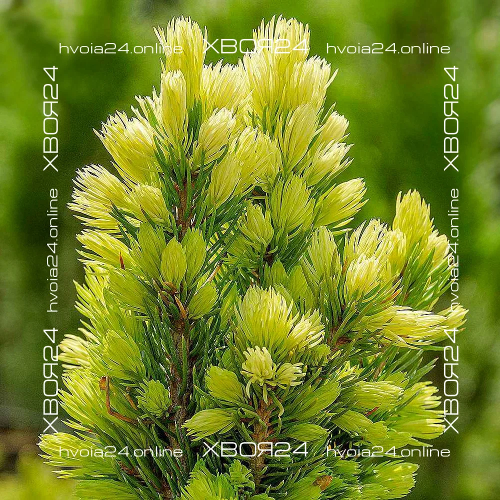  • ХВОЯ24