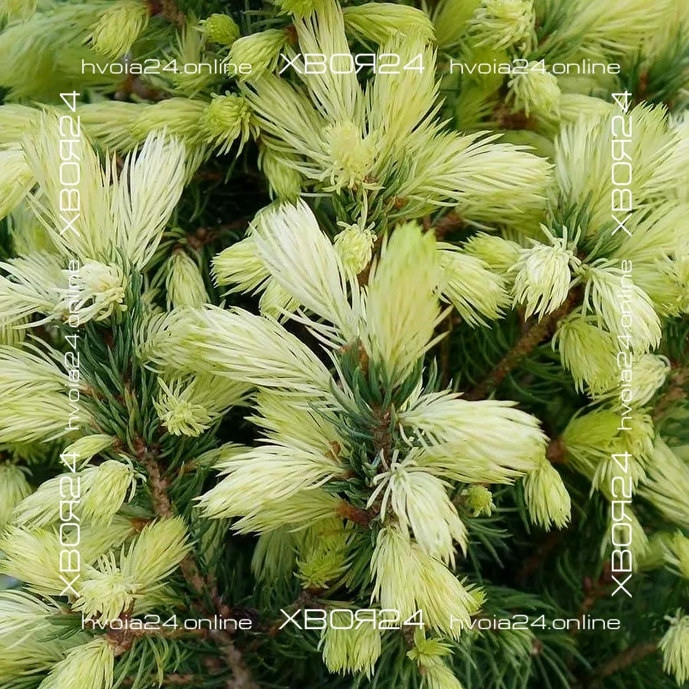  • ХВОЯ24