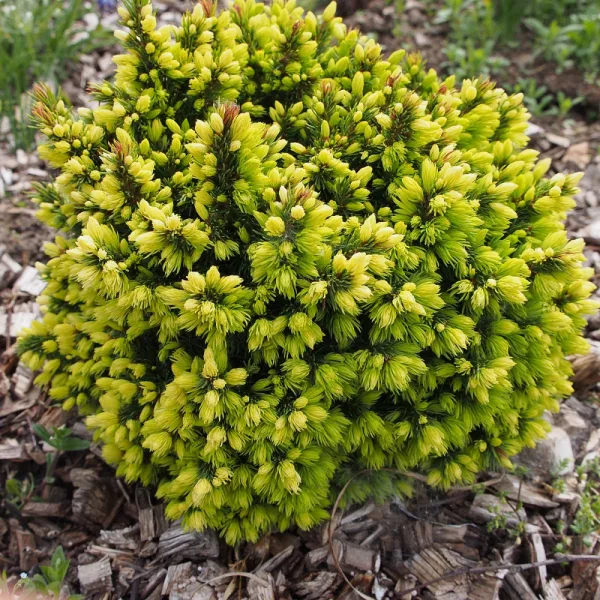  • ХВОЯ24