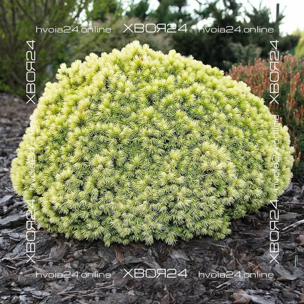  • ХВОЯ24
