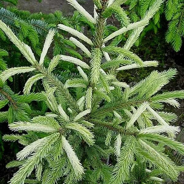  • ХВОЯ24