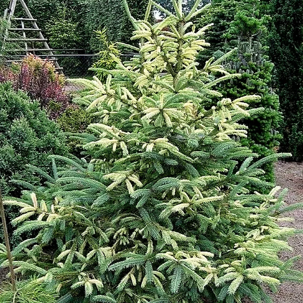  • ХВОЯ24