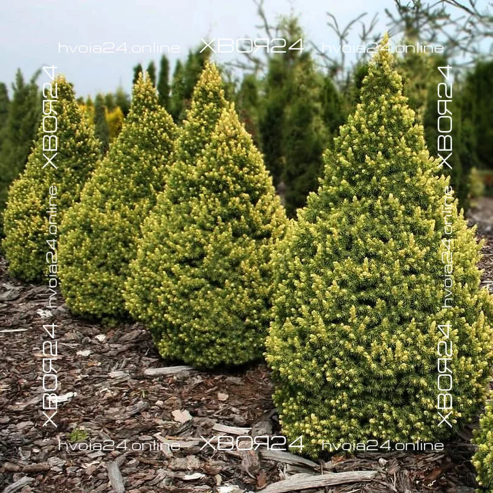  • ХВОЯ24
