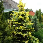  • ХВОЯ24