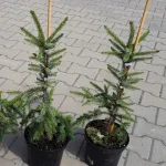  • ХВОЯ24