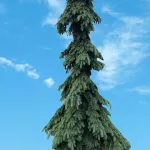  • ХВОЯ24