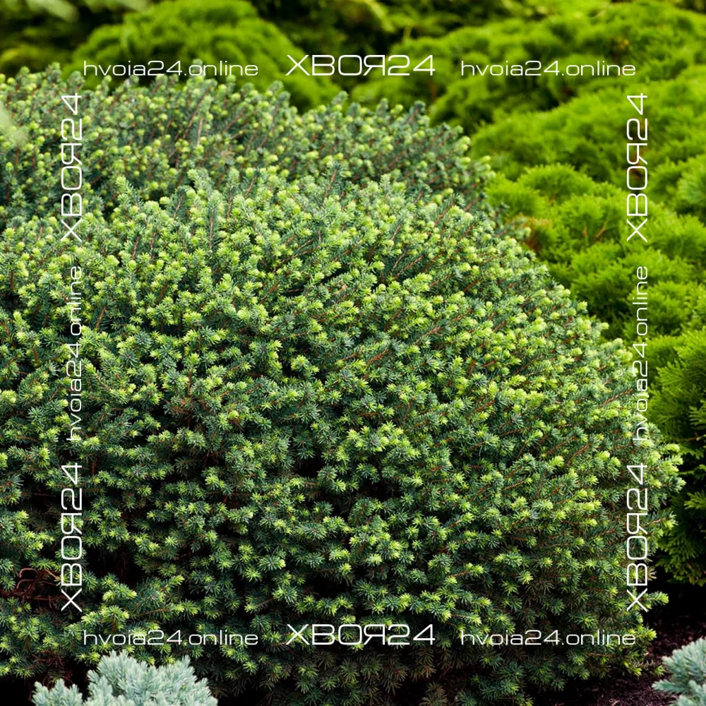  • ХВОЯ24