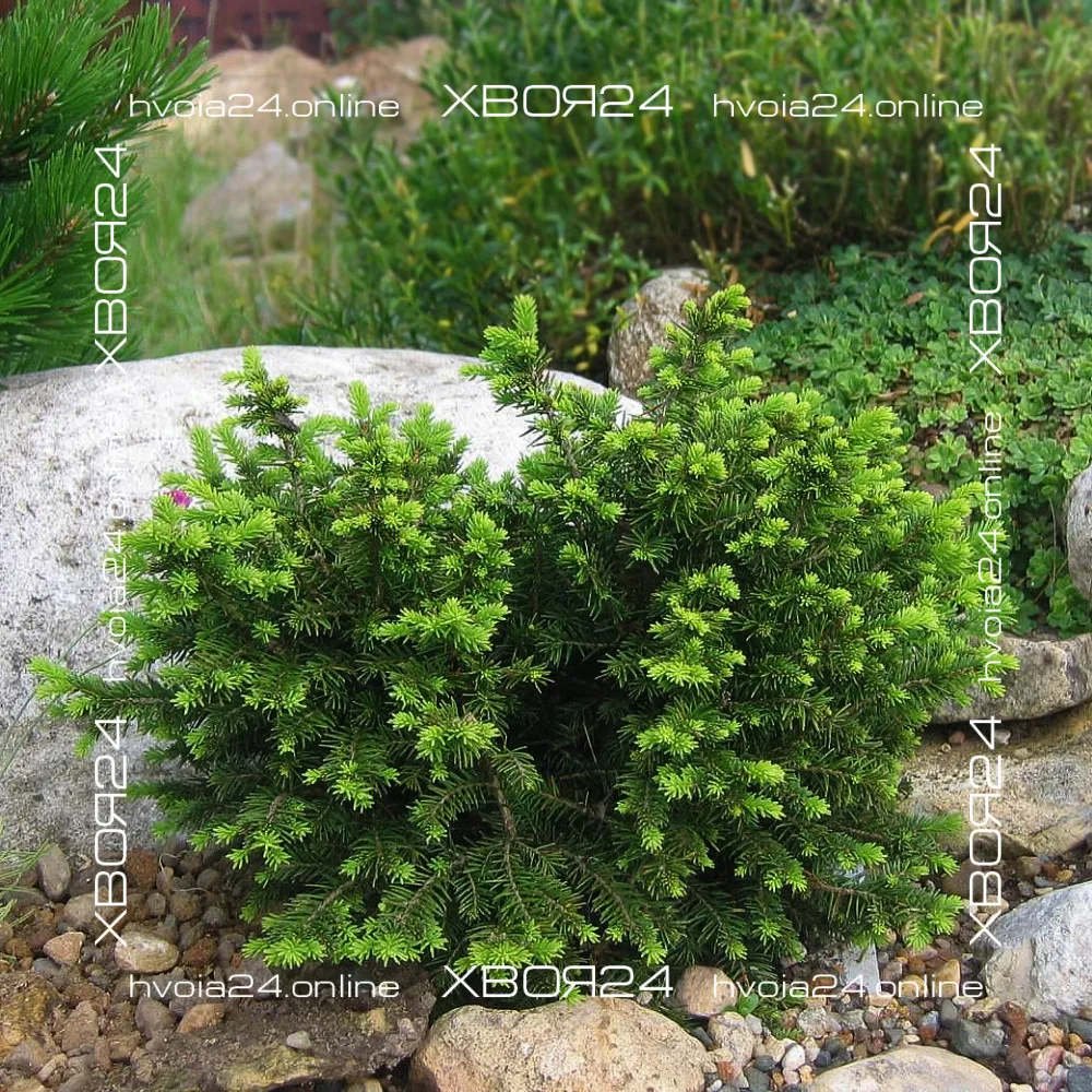  • ХВОЯ24