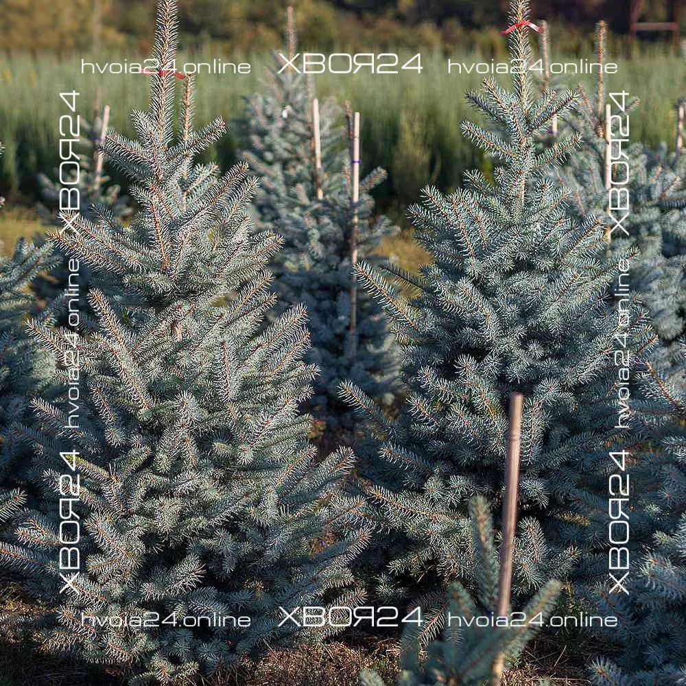  • ХВОЯ24
