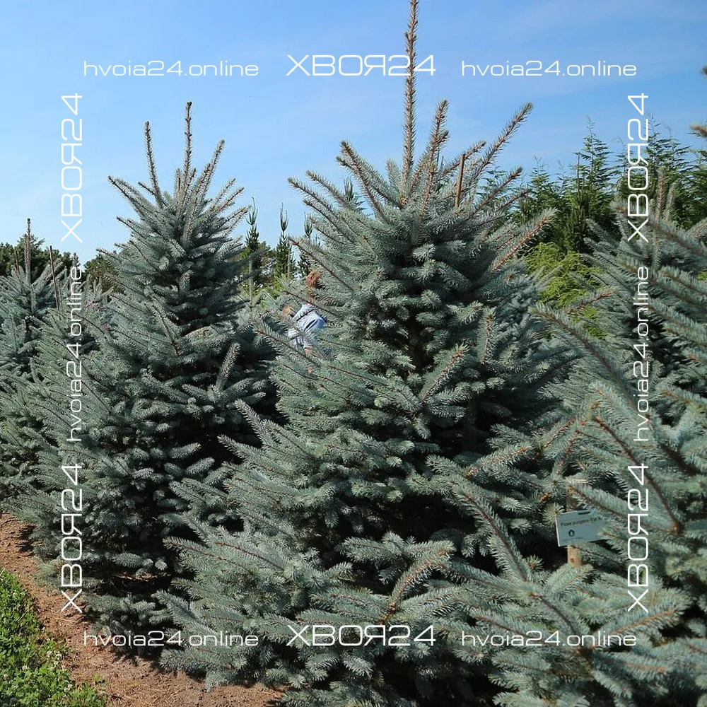  • ХВОЯ24