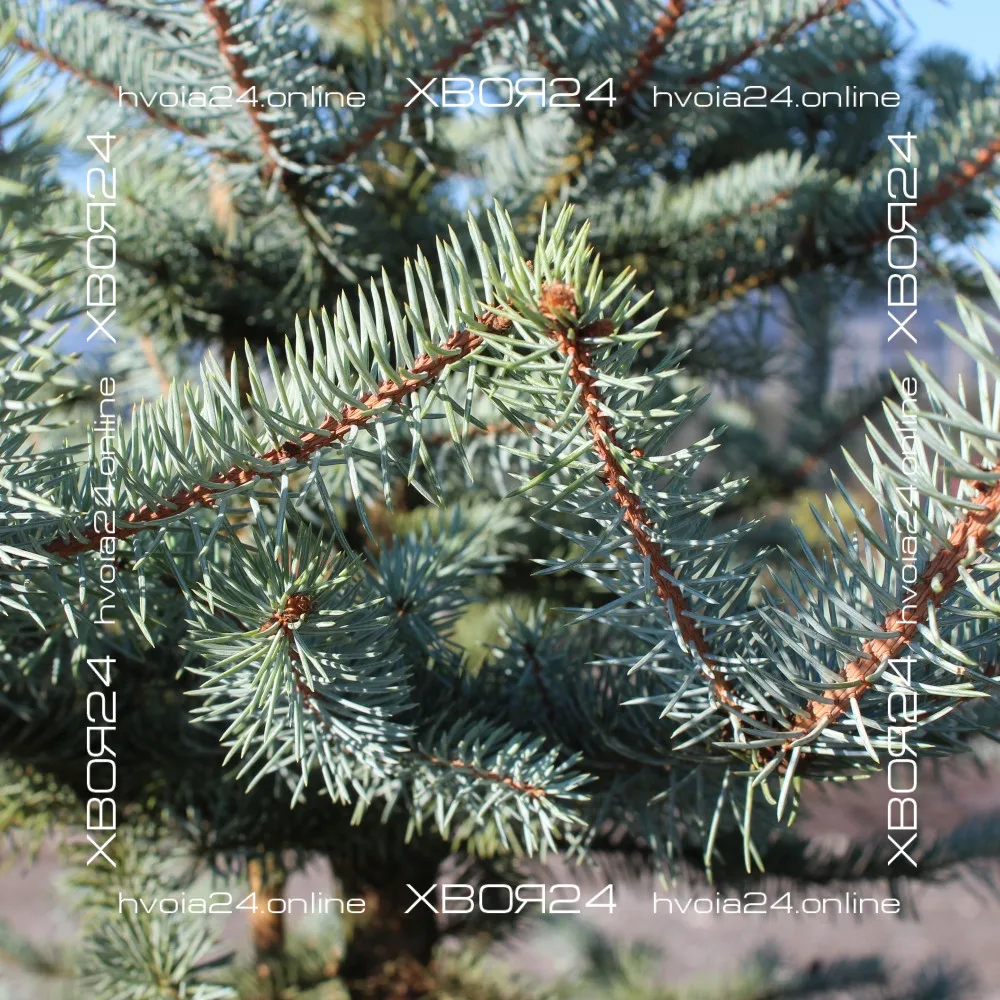  • ХВОЯ24