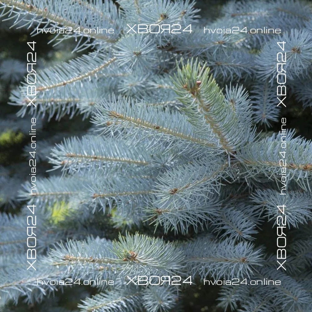  • ХВОЯ24