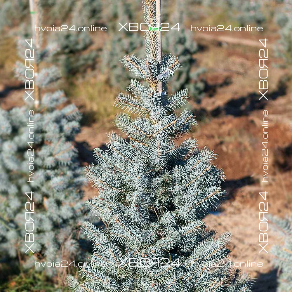  • ХВОЯ24
