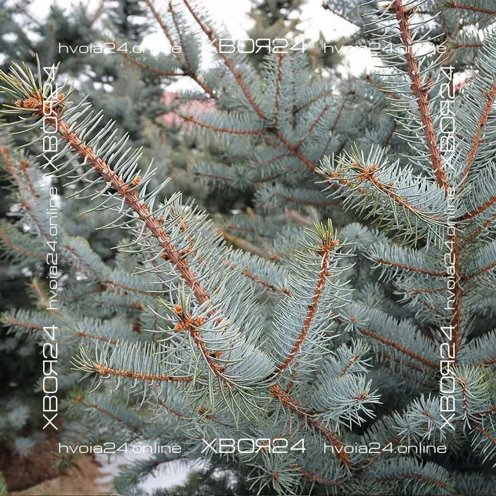  • ХВОЯ24