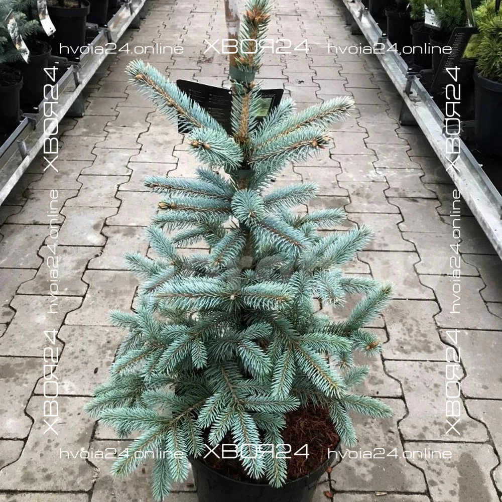  • ХВОЯ24