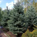  • ХВОЯ24