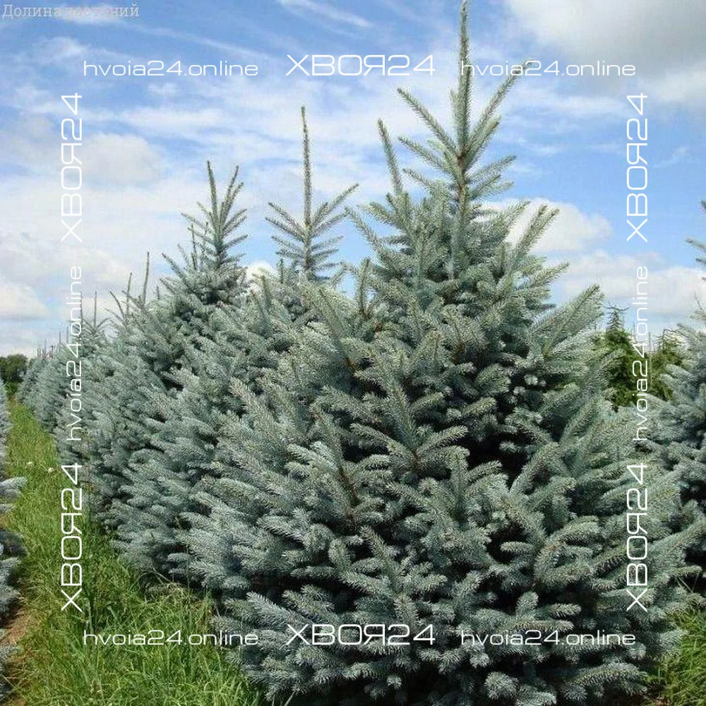  • ХВОЯ24