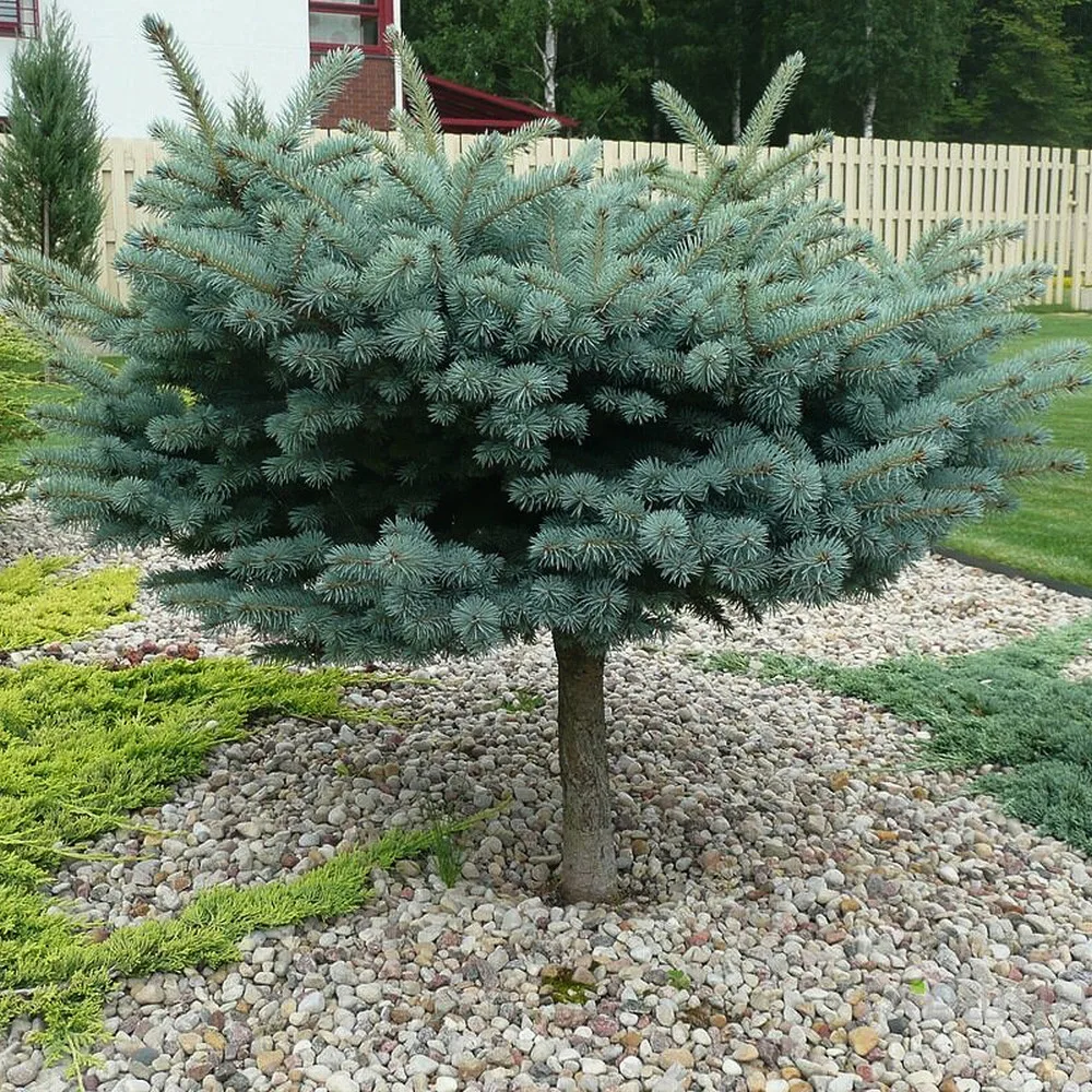  • ХВОЯ24
