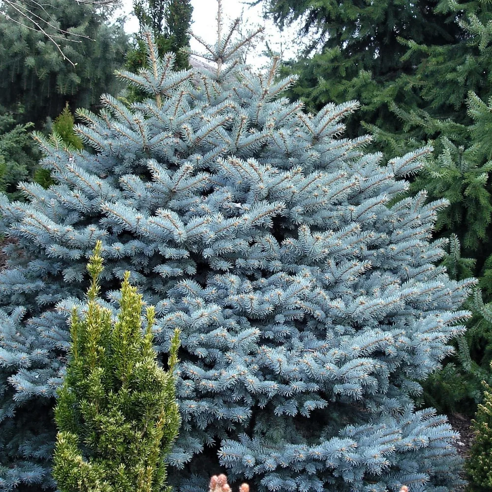  • ХВОЯ24