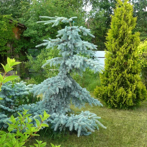  • ХВОЯ24