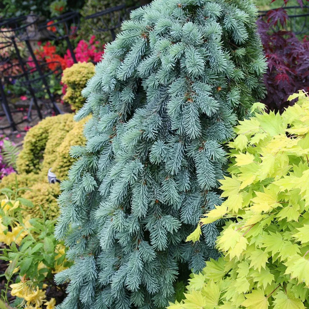  • ХВОЯ24