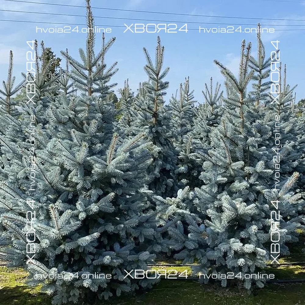  • ХВОЯ24