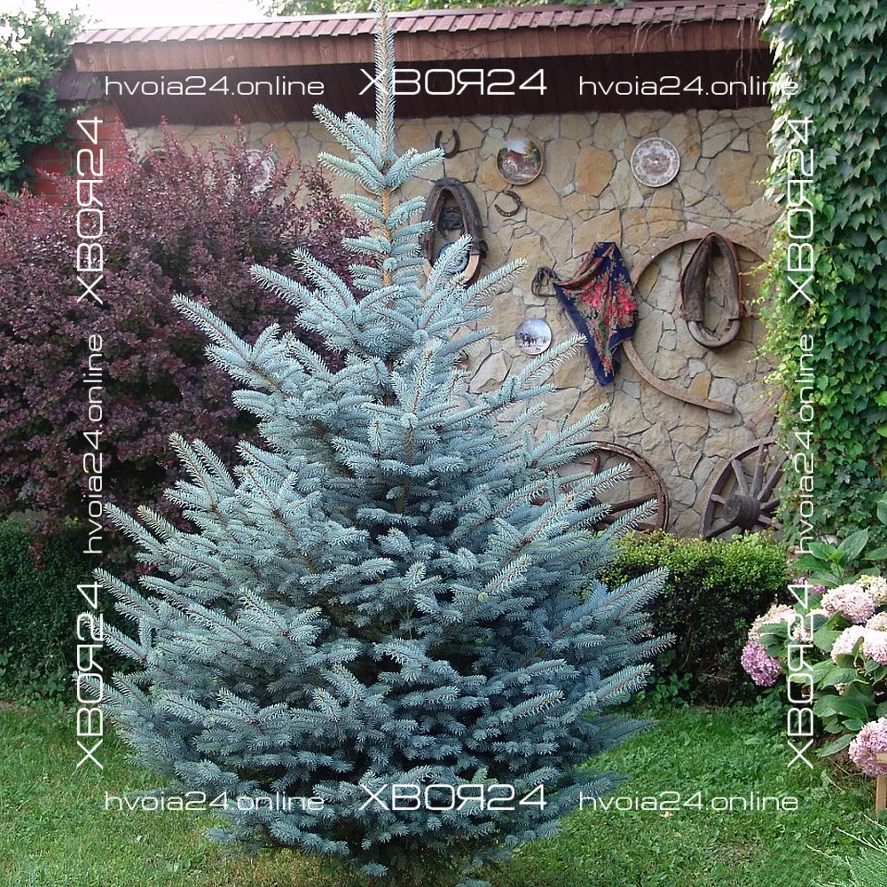  • ХВОЯ24