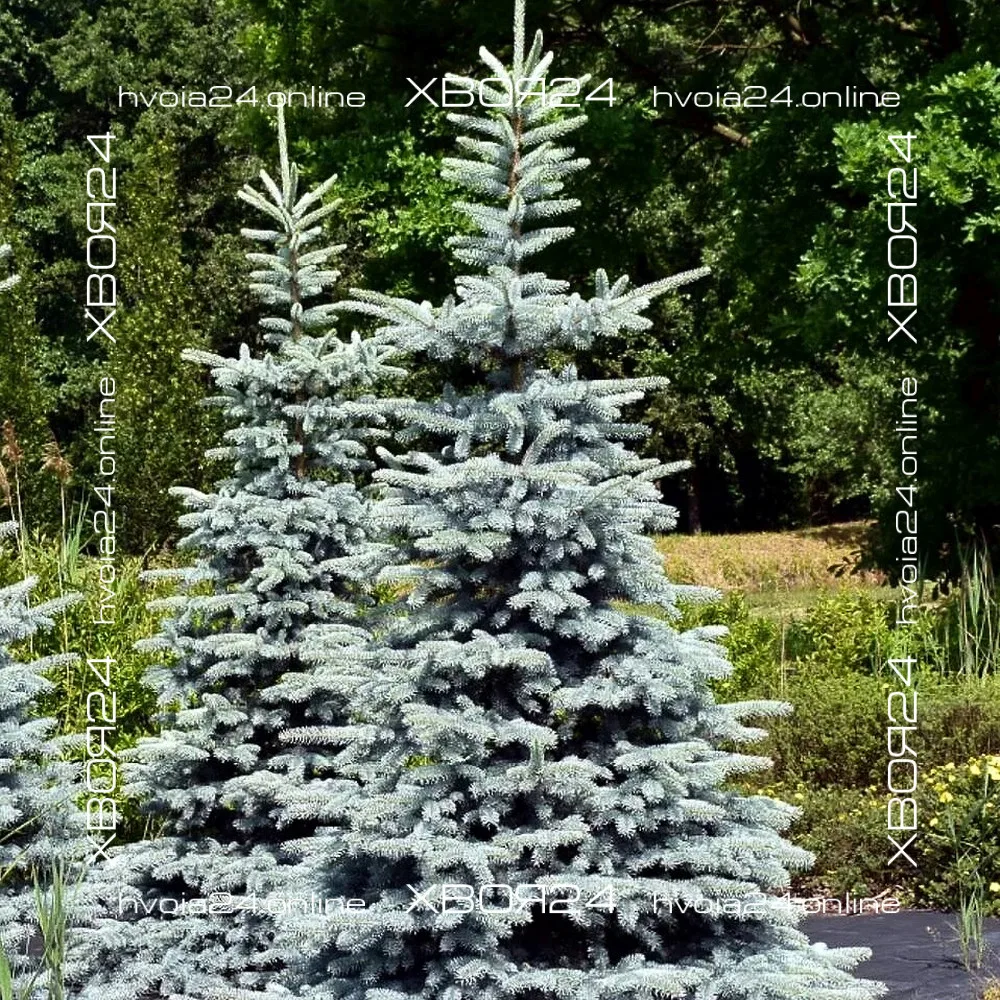  • ХВОЯ24