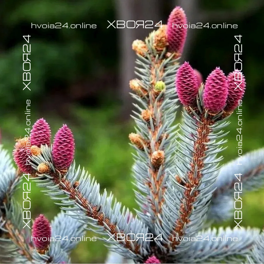  • ХВОЯ24