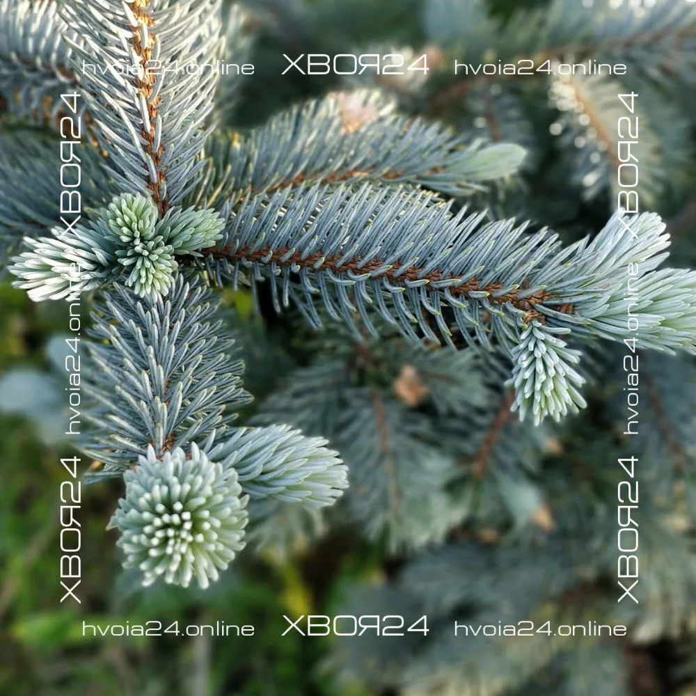 • ХВОЯ24