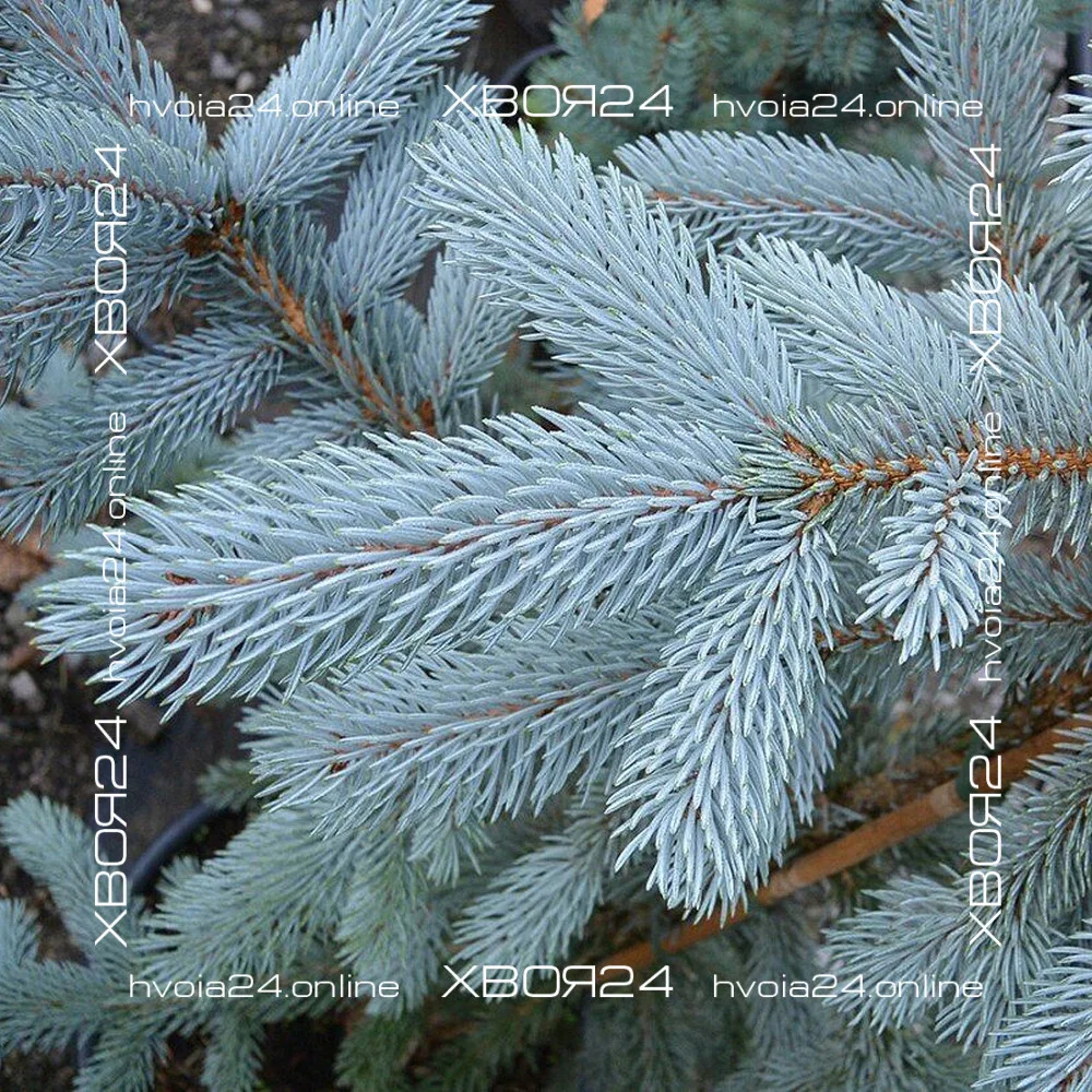  • ХВОЯ24