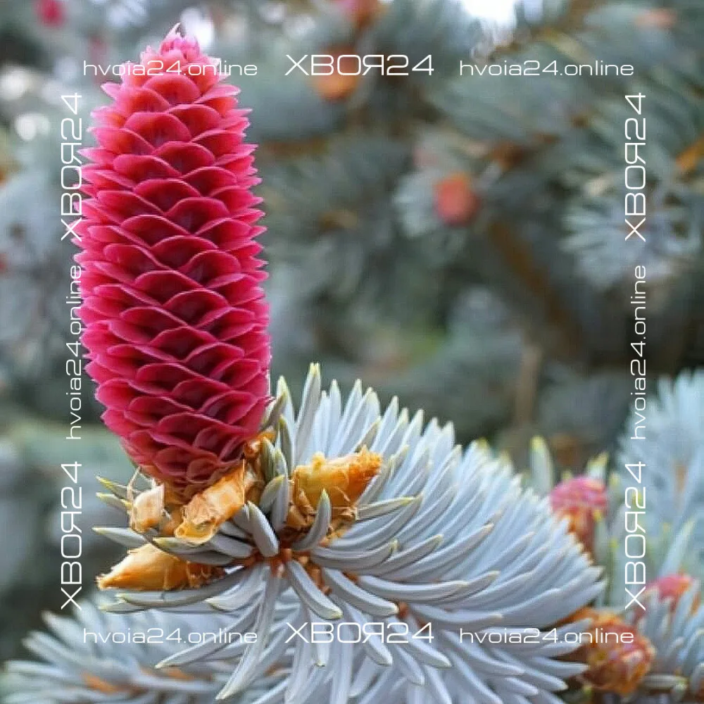  • ХВОЯ24