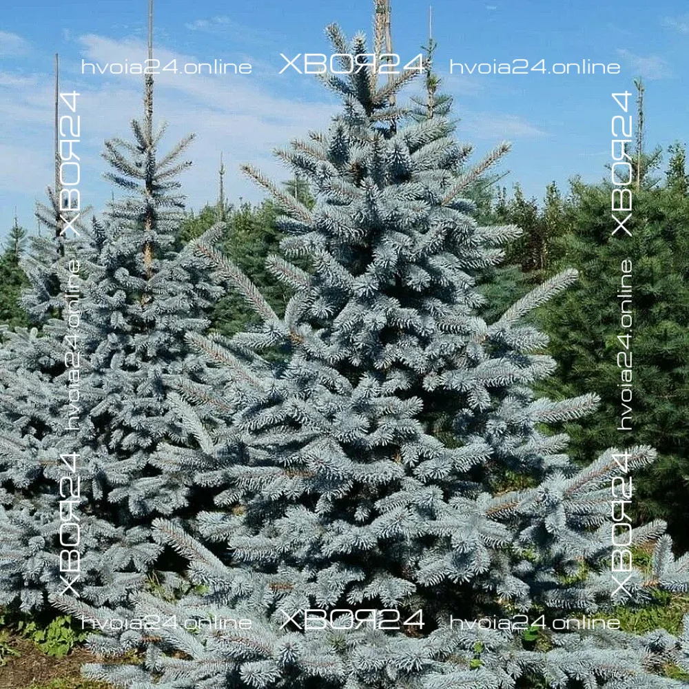  • ХВОЯ24