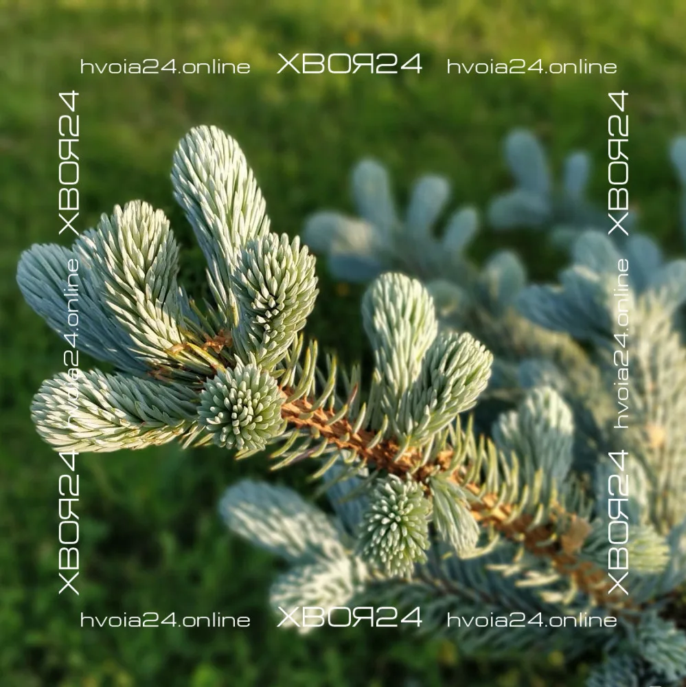  • ХВОЯ24