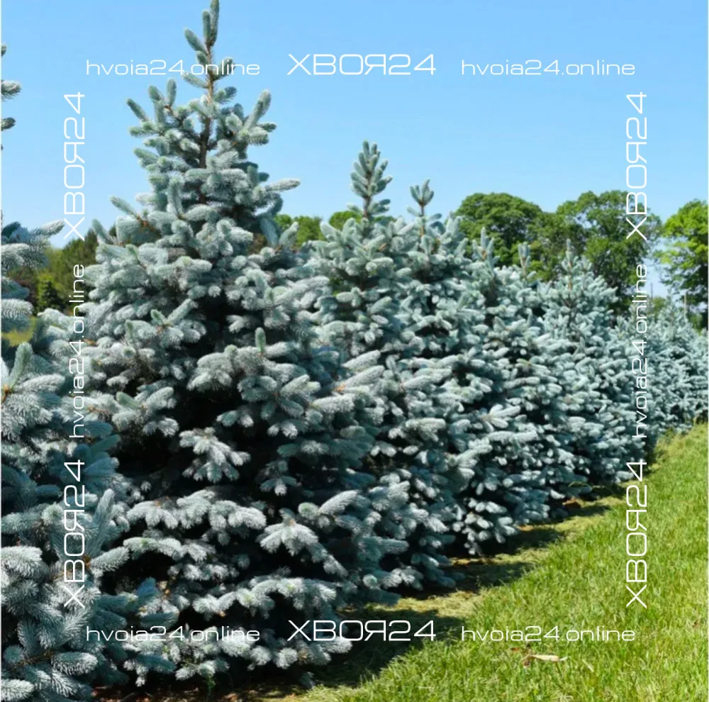  • ХВОЯ24